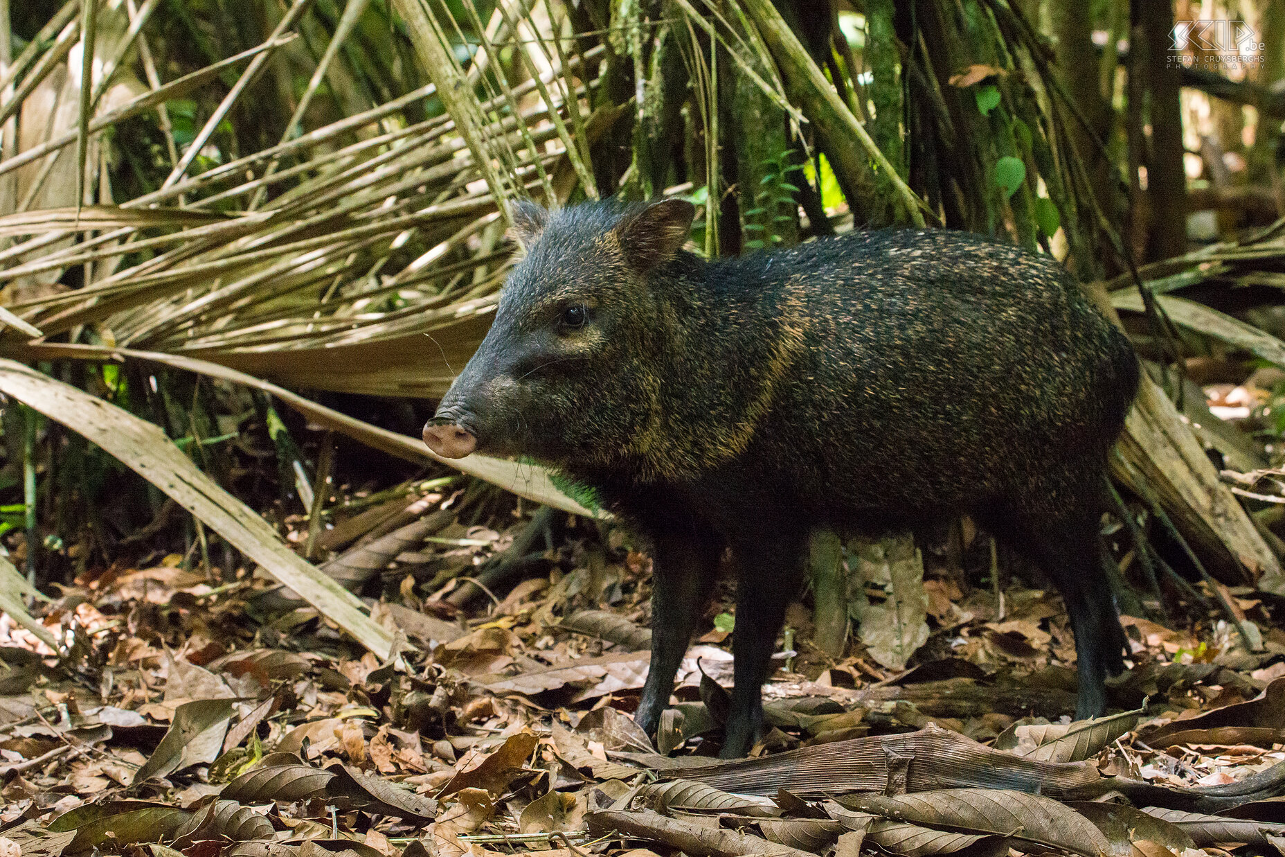 La Selva - Halsbandpekari De halsbandpekarie (collared peccary, pecari tajacu) is een wijdverspreid zwijn dat voorkomt in het tropische en subtropische Amerika. Ze leven zowel overdag als 's nachts en voeden zich met vruchten, wortels, knollen, grassen, ongewervelden en kleine gewervelde dieren.<br />
 Stefan Cruysberghs